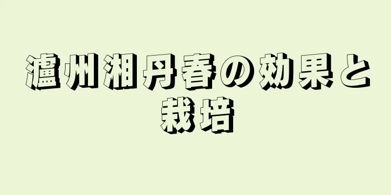 瀘州湘丹春の効果と栽培