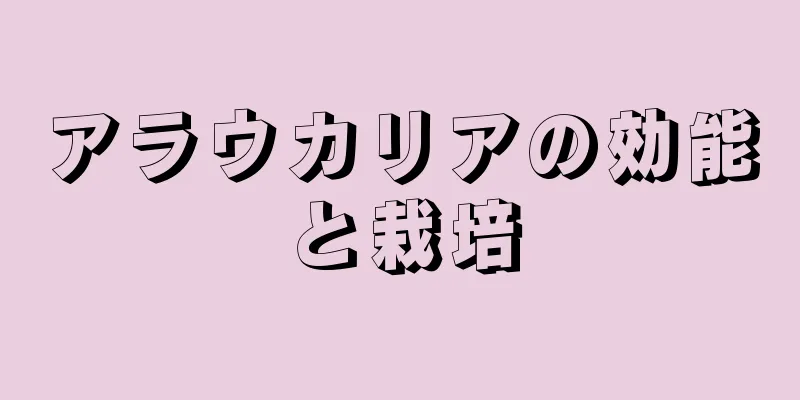 アラウカリアの効能と栽培