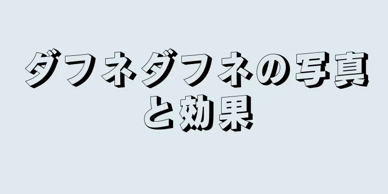 ダフネダフネの写真と効果