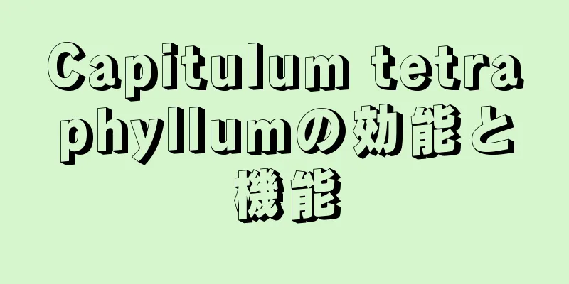 Capitulum tetraphyllumの効能と機能