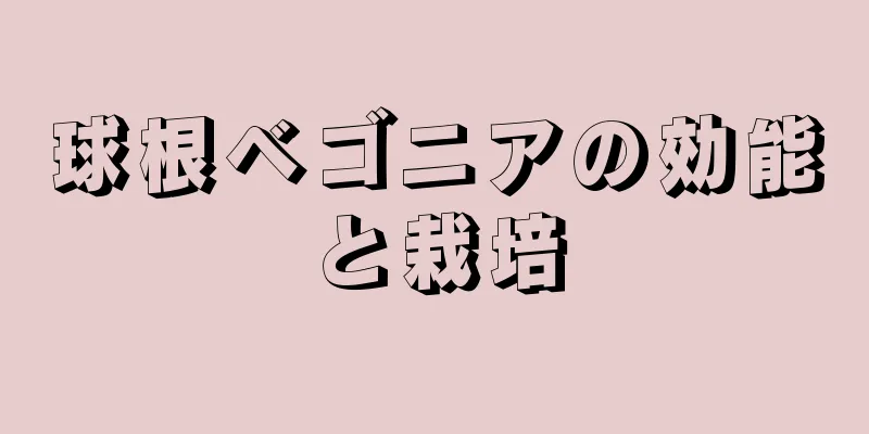 球根ベゴニアの効能と栽培