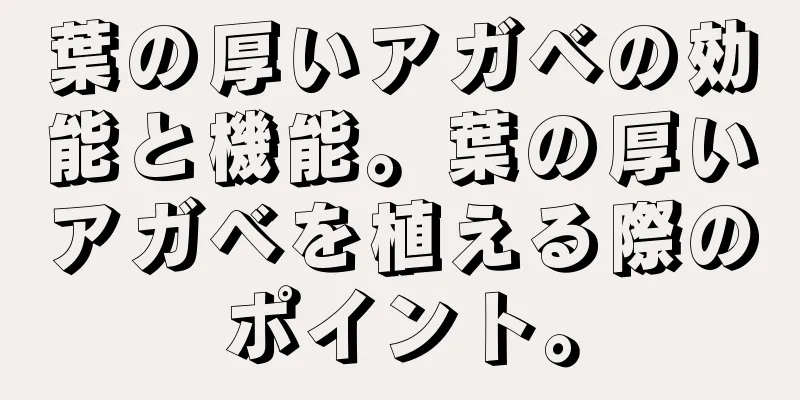 葉の厚いアガベの効能と機能。葉の厚いアガベを植える際のポイント。