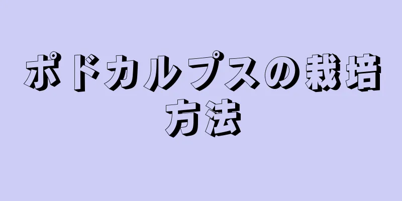 ポドカルプスの栽培方法