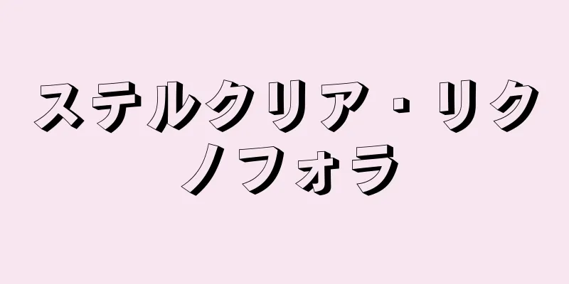 ステルクリア・リクノフォラ