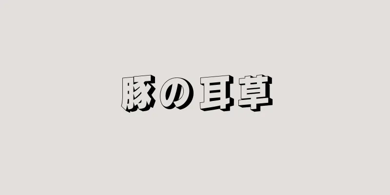 豚の耳草