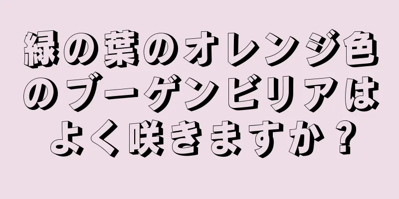緑の葉のオレンジ色のブーゲンビリアはよく咲きますか？