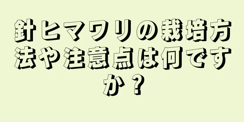 針ヒマワリの栽培方法や注意点は何ですか？