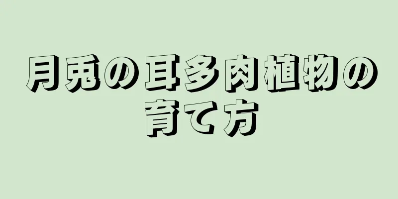 月兎の耳多肉植物の育て方