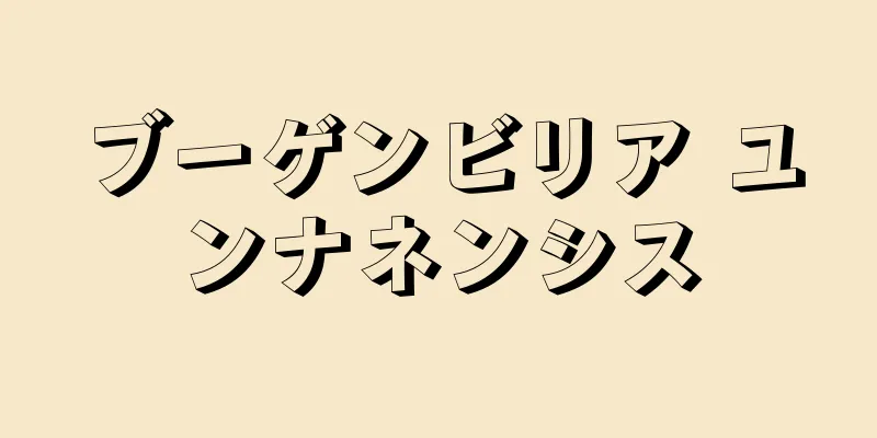 ブーゲンビリア ユンナネンシス