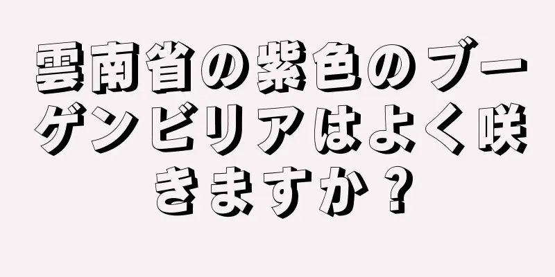 雲南省の紫色のブーゲンビリアはよく咲きますか？