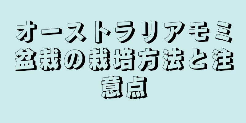 オーストラリアモミ盆栽の栽培方法と注意点