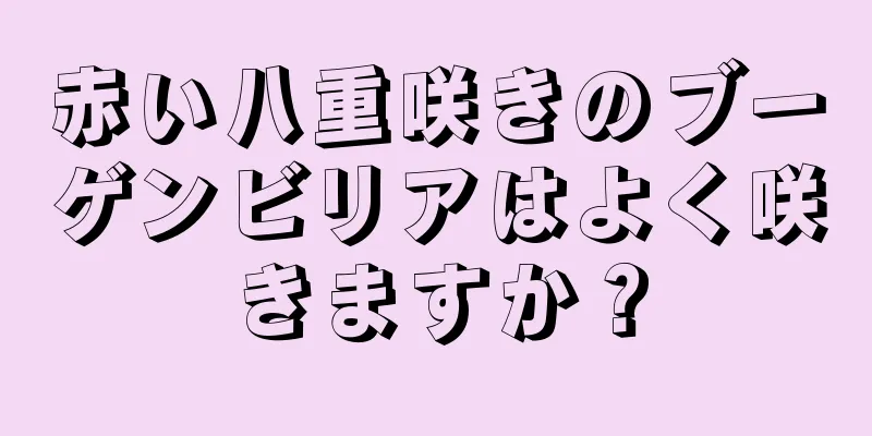 赤い八重咲きのブーゲンビリアはよく咲きますか？