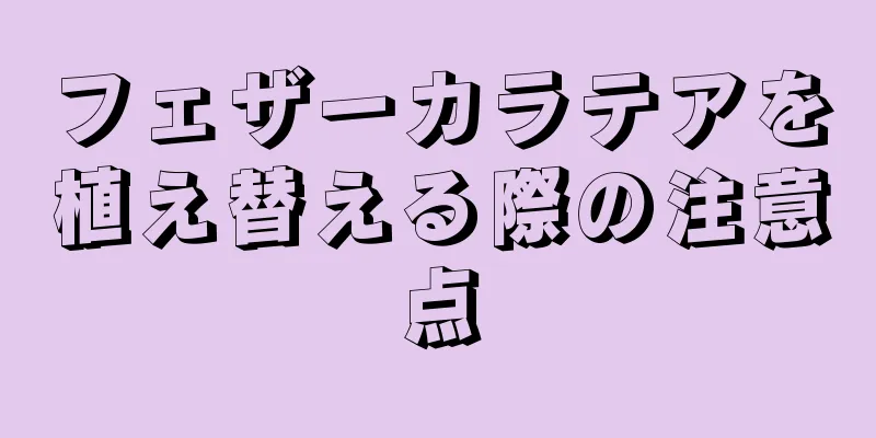 フェザーカラテアを植え替える際の注意点
