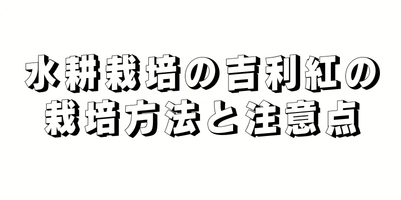 水耕栽培の吉利紅の栽培方法と注意点
