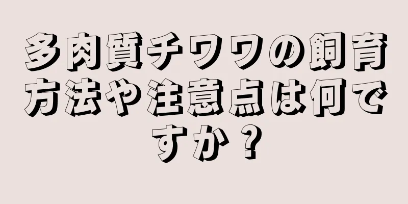 多肉質チワワの飼育方法や注意点は何ですか？