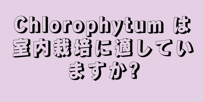 Chlorophytum は室内栽培に適していますか?