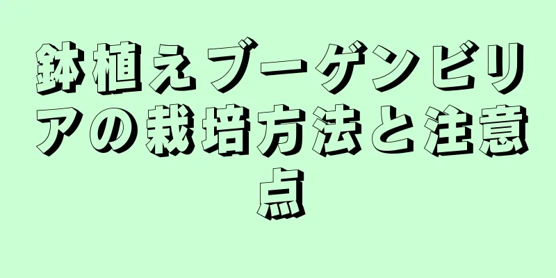 鉢植えブーゲンビリアの栽培方法と注意点