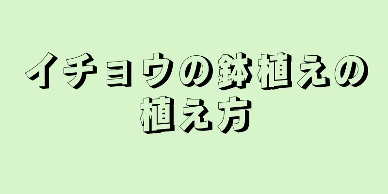 イチョウの鉢植えの植え方
