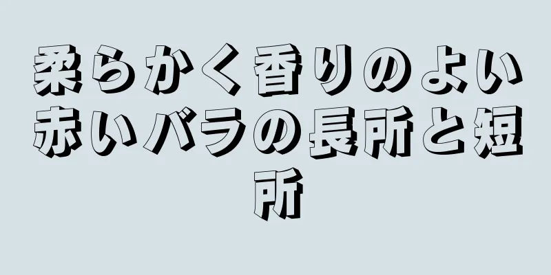 柔らかく香りのよい赤いバラの長所と短所