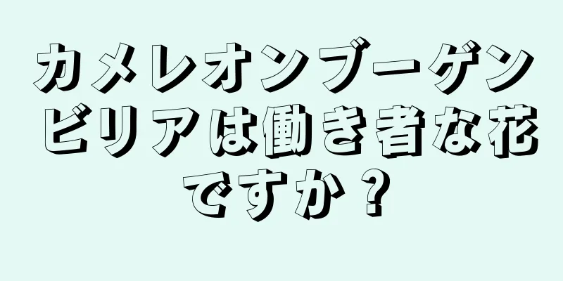 カメレオンブーゲンビリアは働き者な花ですか？
