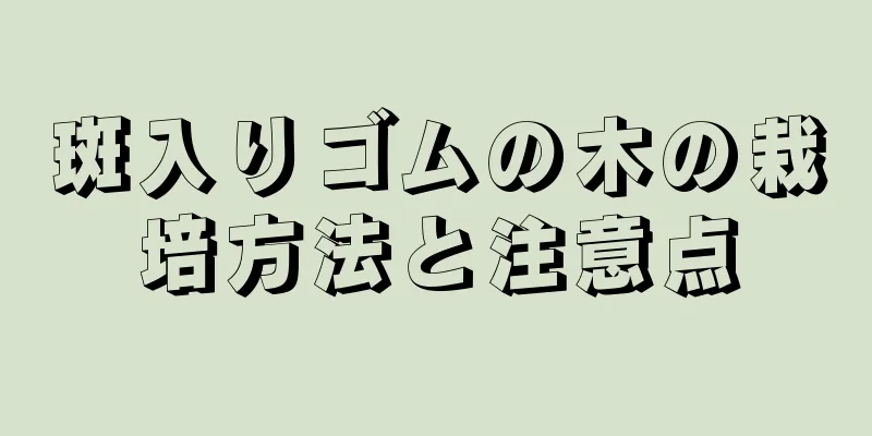 斑入りゴムの木の栽培方法と注意点