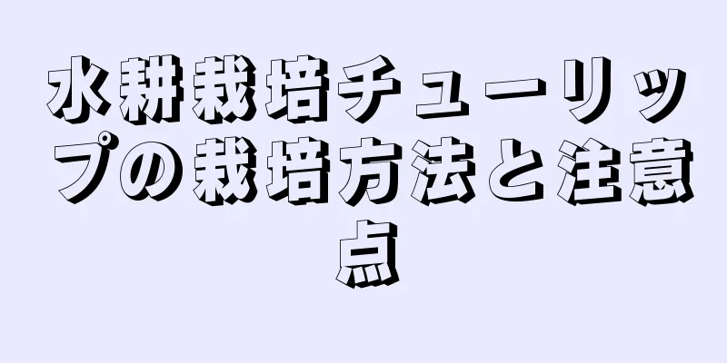水耕栽培チューリップの栽培方法と注意点