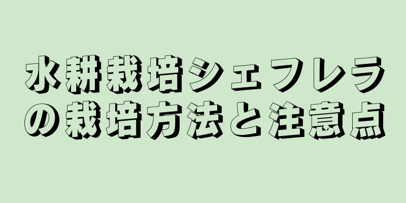 水耕栽培シェフレラの栽培方法と注意点