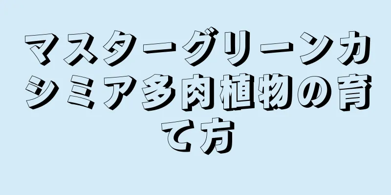 マスターグリーンカシミア多肉植物の育て方