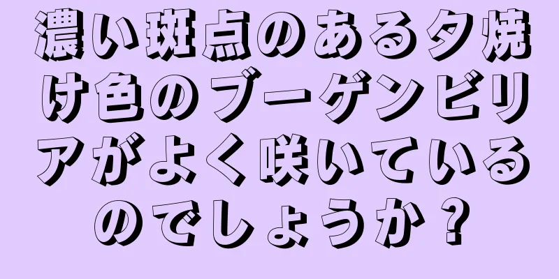 濃い斑点のある夕焼け色のブーゲンビリアがよく咲いているのでしょうか？