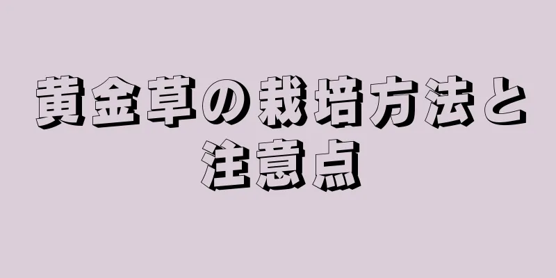 黄金草の栽培方法と注意点