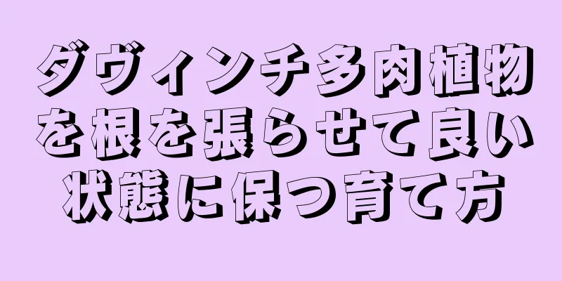 ダヴィンチ多肉植物を根を張らせて良い状態に保つ育て方