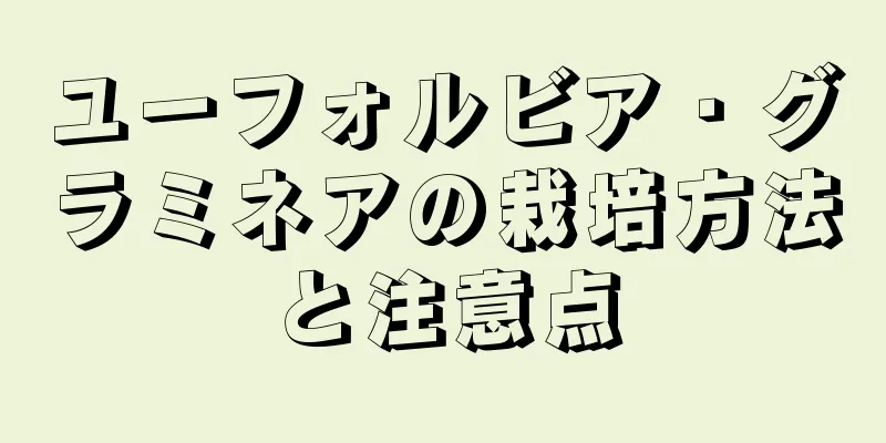 ユーフォルビア・グラミネアの栽培方法と注意点