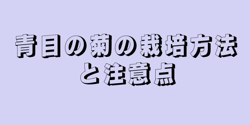 青目の菊の栽培方法と注意点