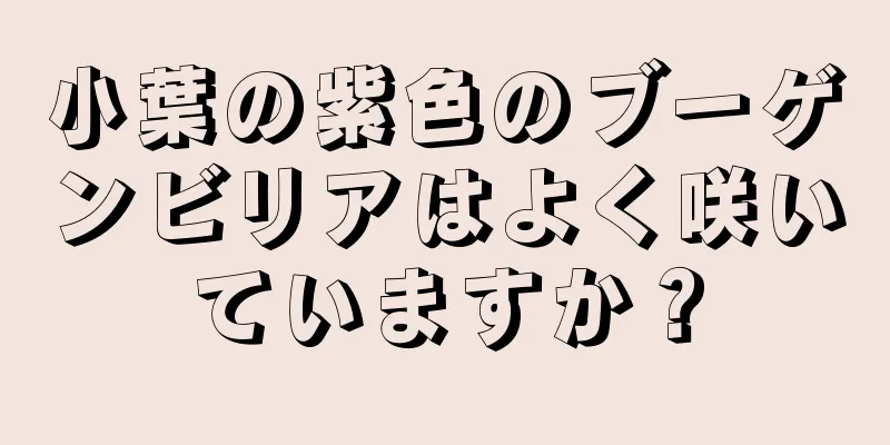 小葉の紫色のブーゲンビリアはよく咲いていますか？