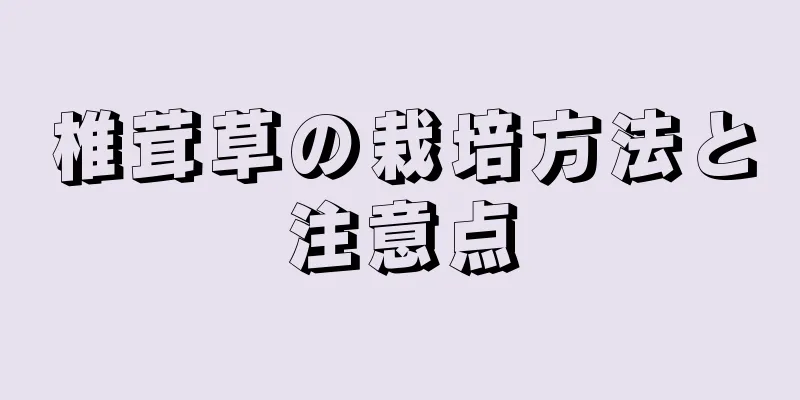 椎茸草の栽培方法と注意点