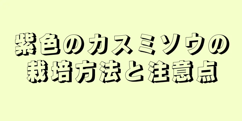 紫色のカスミソウの栽培方法と注意点