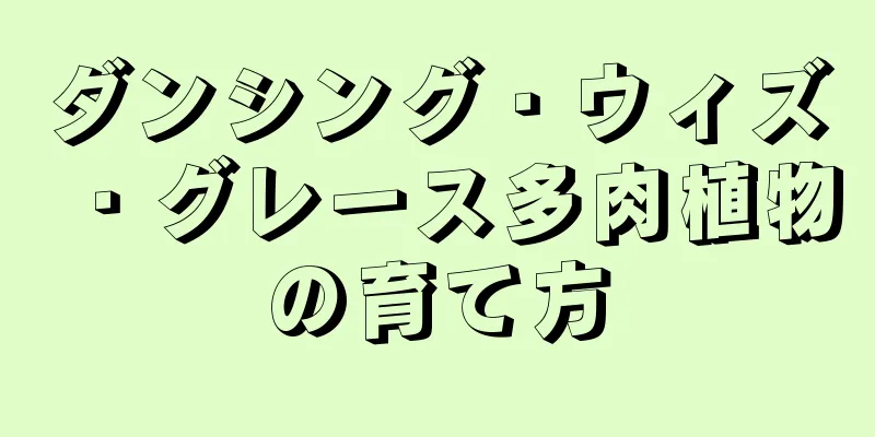 ダンシング・ウィズ・グレース多肉植物の育て方