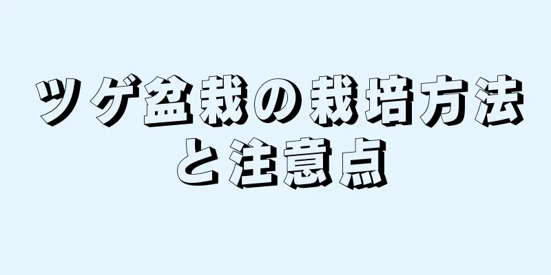 ツゲ盆栽の栽培方法と注意点