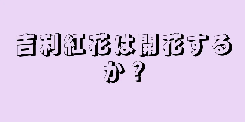 吉利紅花は開花するか？