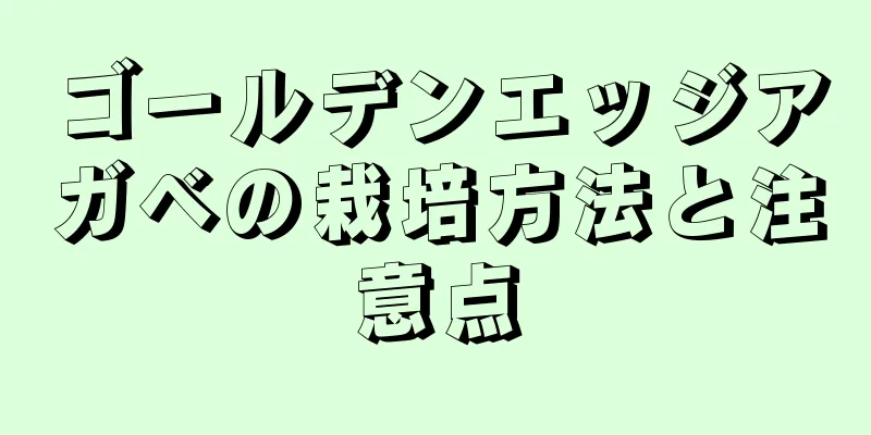 ゴールデンエッジアガベの栽培方法と注意点