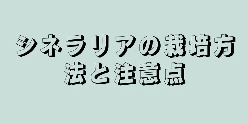 シネラリアの栽培方法と注意点