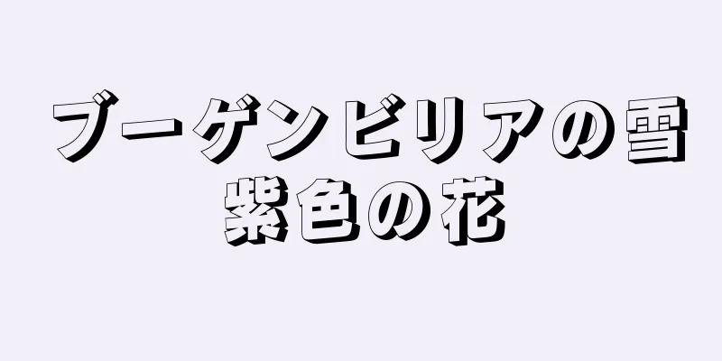 ブーゲンビリアの雪紫色の花