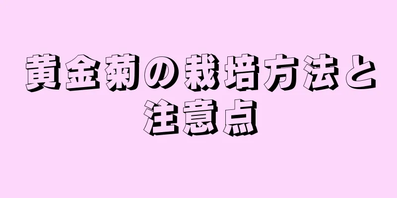 黄金菊の栽培方法と注意点