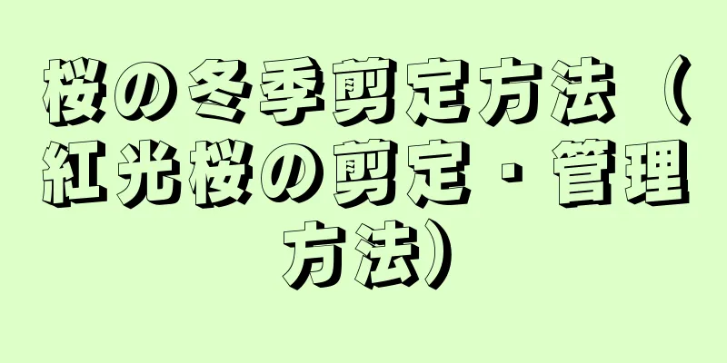 桜の冬季剪定方法（紅光桜の剪定・管理方法）