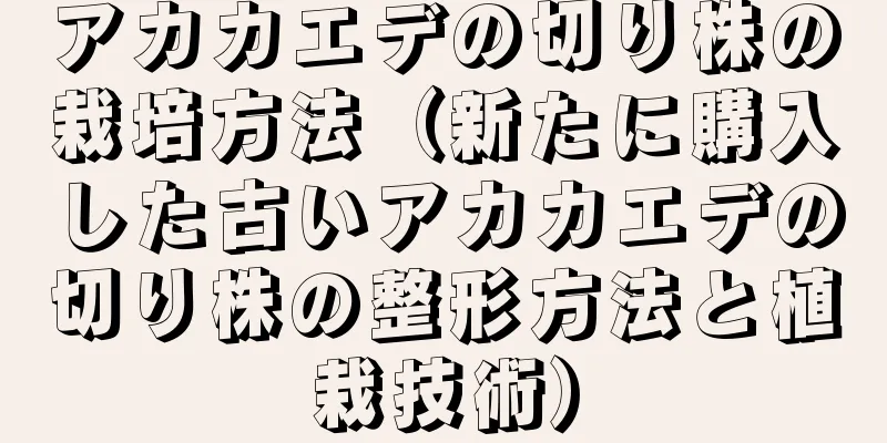 アカカエデの切り株の栽培方法（新たに購入した古いアカカエデの切り株の整形方法と植栽技術）