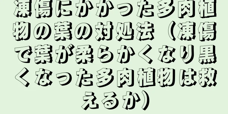 凍傷にかかった多肉植物の葉の対処法（凍傷で葉が柔らかくなり黒くなった多肉植物は救えるか）