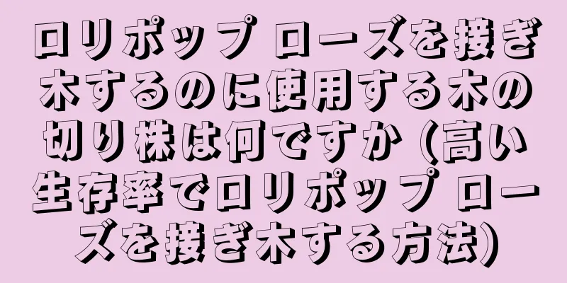 ロリポップ ローズを接ぎ木するのに使用する木の切り株は何ですか (高い生存率でロリポップ ローズを接ぎ木する方法)