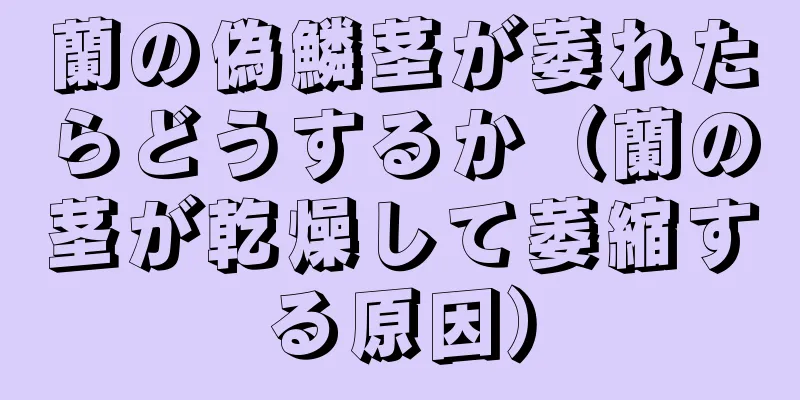 蘭の偽鱗茎が萎れたらどうするか（蘭の茎が乾燥して萎縮する原因）