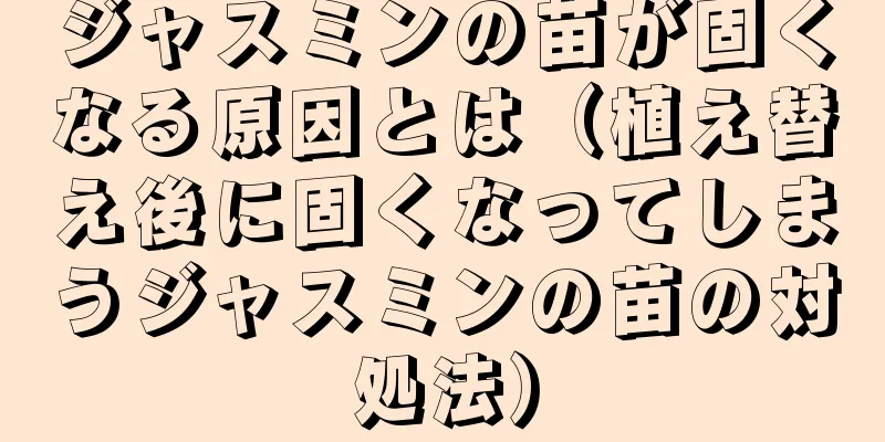 ジャスミンの苗が固くなる原因とは（植え替え後に固くなってしまうジャスミンの苗の対処法）
