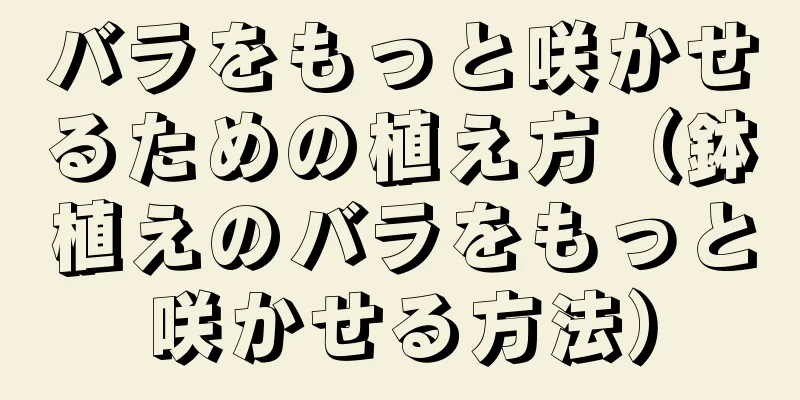 バラをもっと咲かせるための植え方（鉢植えのバラをもっと咲かせる方法）